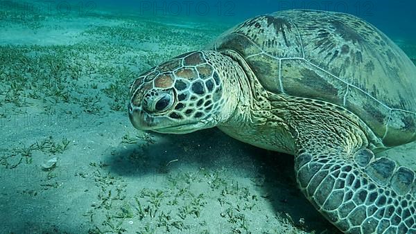 Big Sea Turtle green on seabed covered with green sea grass