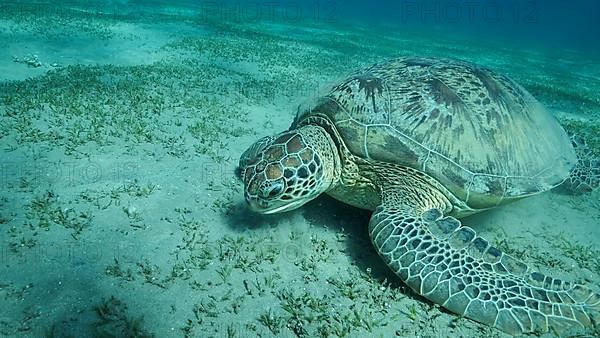 Big Sea Turtle green eats green sea grass on the seabed. Green sea turtle