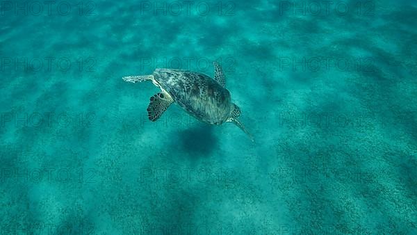 Big Sea Turtle green swim above seabed covered with green sea grass. Green sea turtle