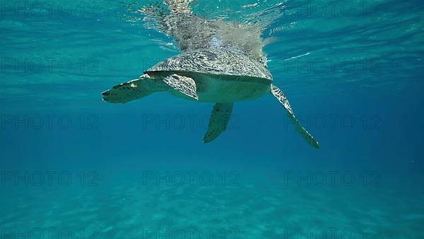 Big Sea Turtle swim under surface of the. Green sea turtle