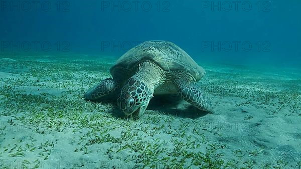 Big Sea Turtle green eats green sea grass on the seabed. Green sea turtle