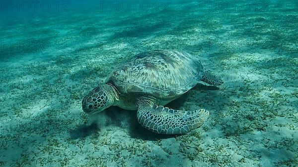 Big Sea Turtle green eats green sea grass on the seabed. Green sea turtle