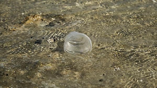 Transparent plastic cup is carried away by the wind to the sea in the coastal zone. Plastic pollution of the surf zone. Red sea