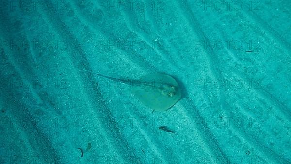 Blue-spotted stingray