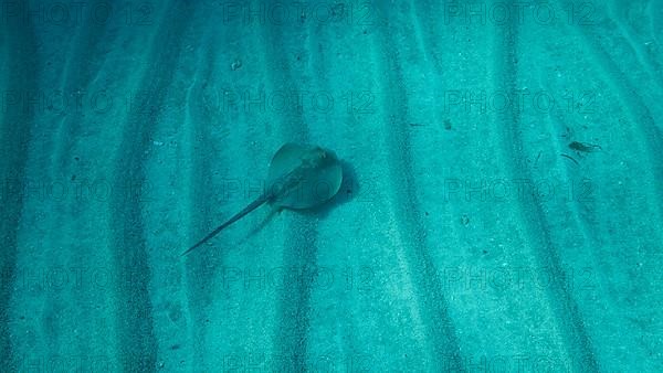 Blue-spotted stingray