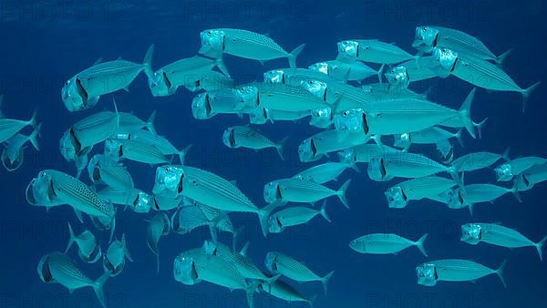 School of Mackerel fish swims in the blue water with open mouth ram feeding on planton. Underwater shot. Red sea