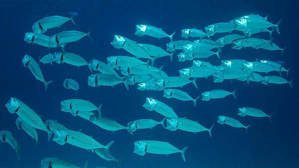 School of Mackerel fish swims in the blue water with open mouth ram feeding on planton. Underwater shot. Red sea