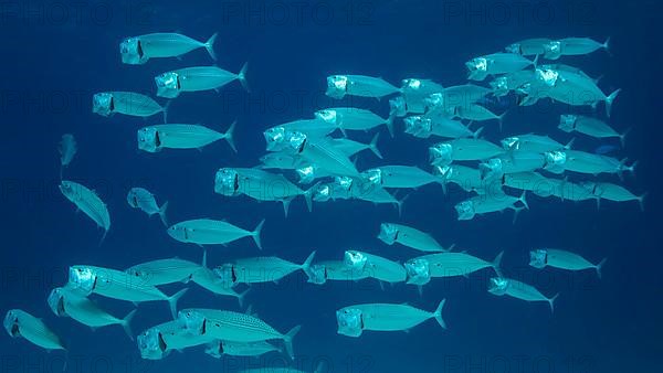 School of Mackerel fish swims in the blue water with open mouth ram feeding on planton. Underwater shot. Red sea