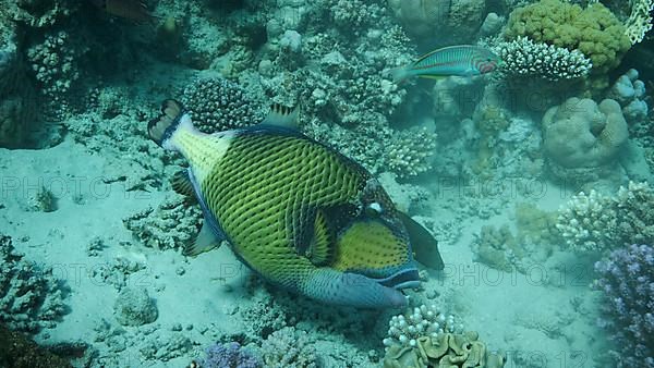 Trigger fish on coral reef. Titan Triggerfish