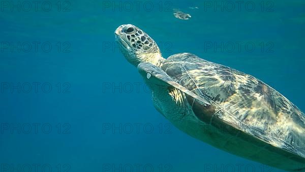 Sea turtle swims in the blue water to up