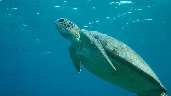 Sea turtle swims in the blue water to up