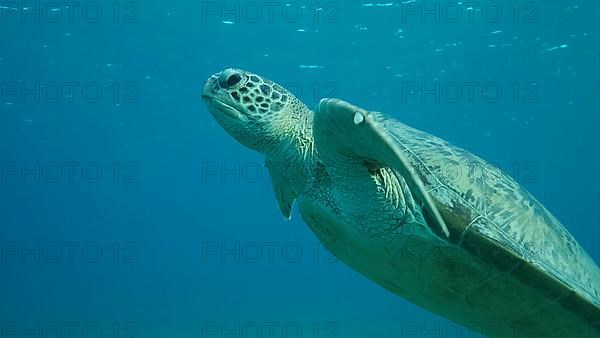 Sea turtle swims in the blue water to up