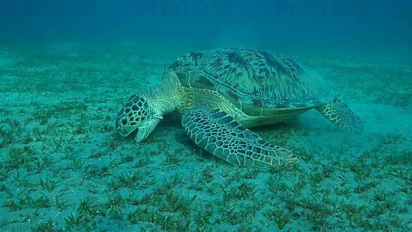 Big Sea Turtle green eats green sea grass on the seabed. Green sea turtle