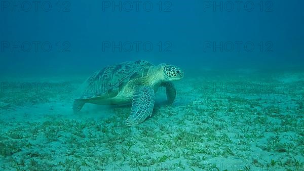 Big Sea Turtle green on seabed covered with green sea grass