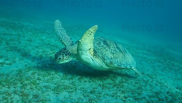 Big Sea Turtle green swim above seabed covered with green sea grass. Green sea turtle