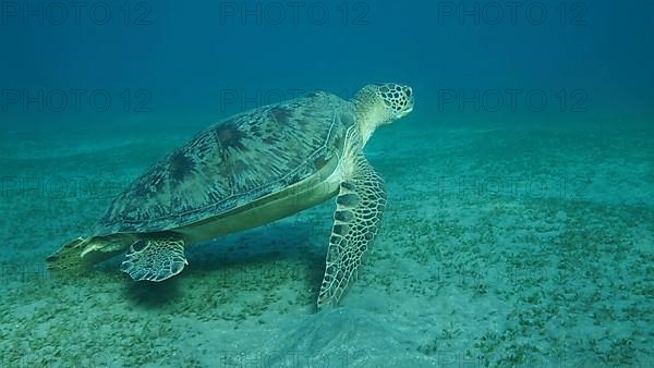 Big Sea Turtle green swim above seabed covered with green sea grass. Green sea turtle