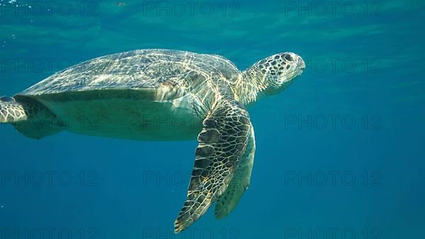 Big Sea Turtle swim under surface of the. Green sea turtle