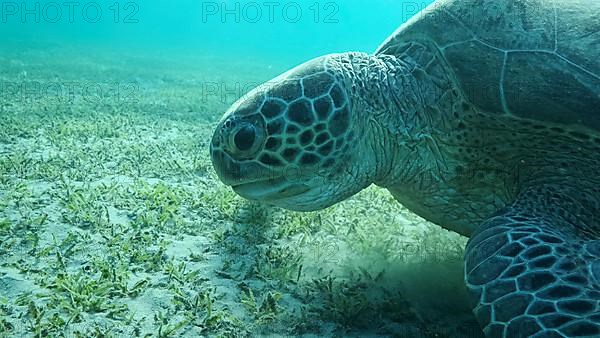 Big Sea Turtle green eats green sea grass on the seabed. Green sea turtle