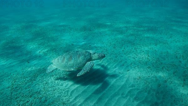 Big Sea Turtle green swim above seabed covered with green sea grass. Green sea turtle