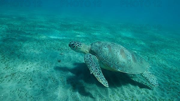 Big Sea Turtle green swim above seabed covered with green sea grass. Green sea turtle