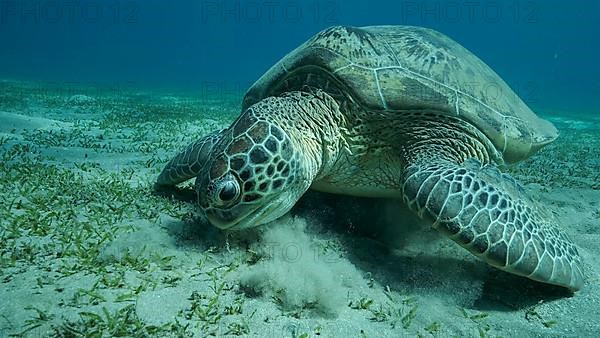 Big Sea Turtle green eats green sea grass on the seabed. Green sea turtle