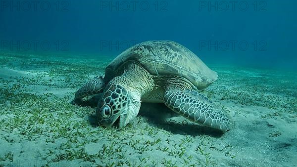 Big Sea Turtle green eats green sea grass on the seabed. Green sea turtle