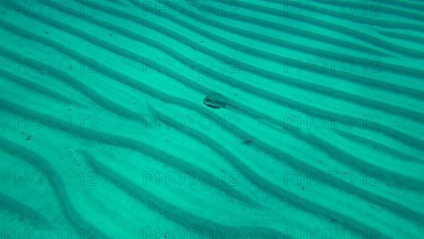 Blue-spotted stingray