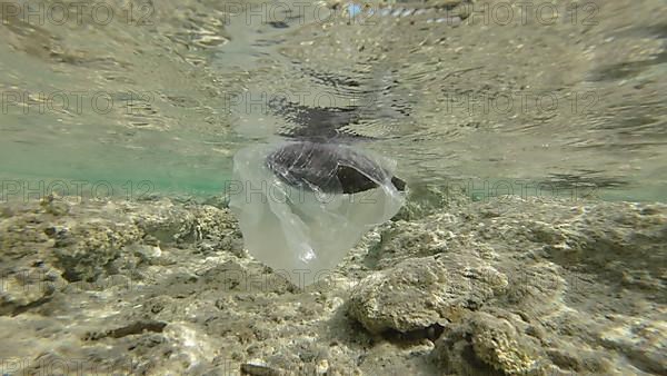 Dead Parrotfish drifting in plastic bag under surface of water in the coastal area. Discarded transparent plastic bag swims with died fish inside floats underwater in the surf zone. Red Sea