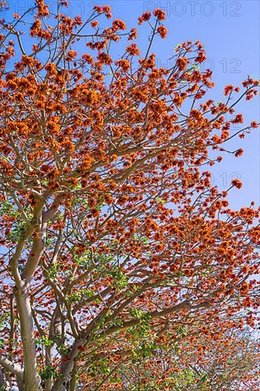 Blooming coral trees in San Diego