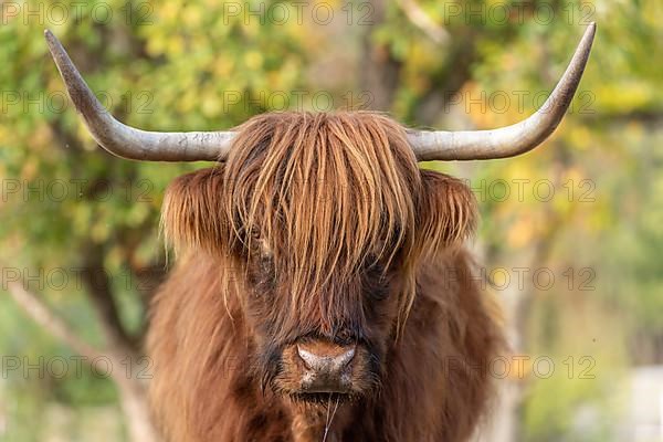 Highland cattle portrait in a pasture in the french countryside. Alsace