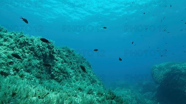 Rocky seabed covered with Brown Seaweed