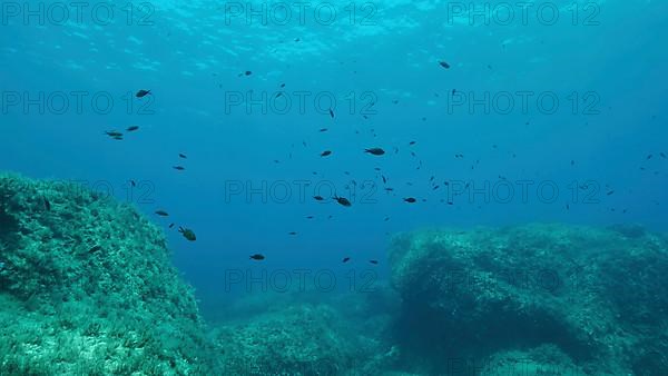 Rocky seabed covered with Brown Seaweed