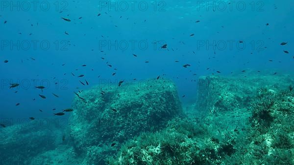 Rocky seabed covered with Brown Seaweed