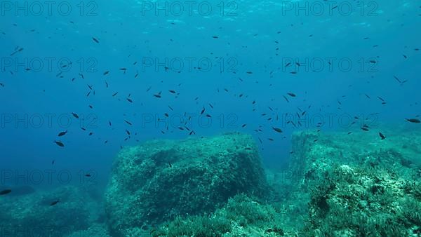 Rocky seabed covered with Brown Seaweed