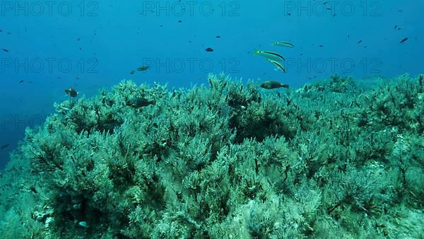 Rocky seabed covered with Brown Seaweed