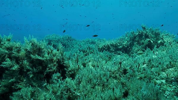 Rocky seabed covered with Brown Seaweed