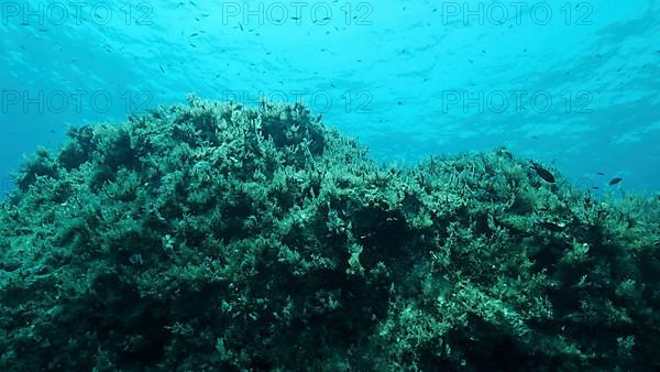 Rocky seabed covered with Brown Seaweed