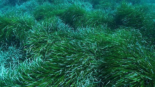 Dense thickets of green marine grass Posidonia