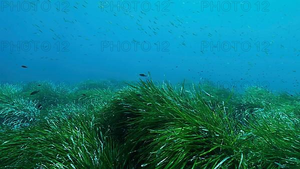 Dense thickets of green marine grass Posidonia