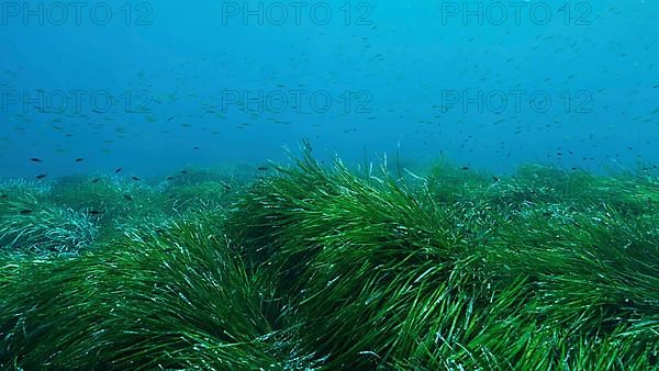 Dense thickets of green marine grass Posidonia