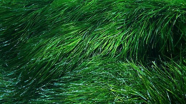 Dense thickets of green marine grass Posidonia