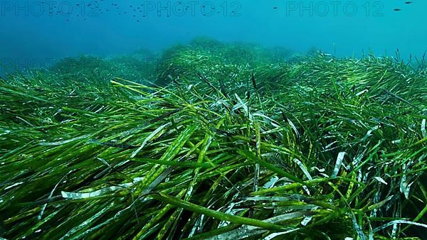 Dense thickets of green marine grass Posidonia