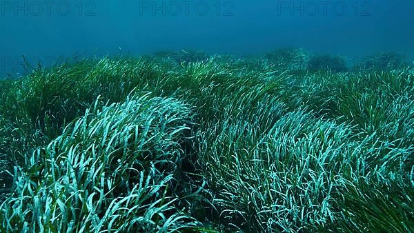 Dense thickets of green marine grass Posidonia