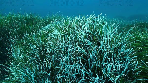 Dense thickets of green marine grass Posidonia