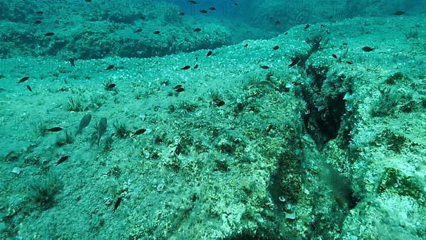 School of fish swims above crack in the seabed over tectonic plates. Tiktanic displacement of plates at the bottom of the sea. Mediterranean underwater seascape. Mediterranean Sea