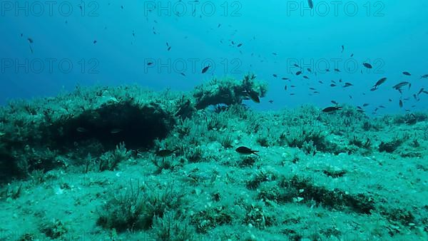 Rocky seabed covered with Brown Seaweed