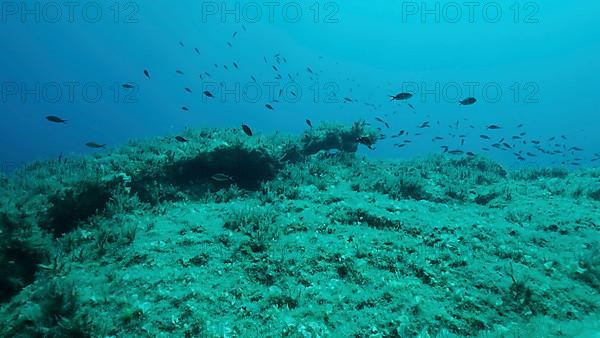 Rocky seabed covered with Brown Seaweed