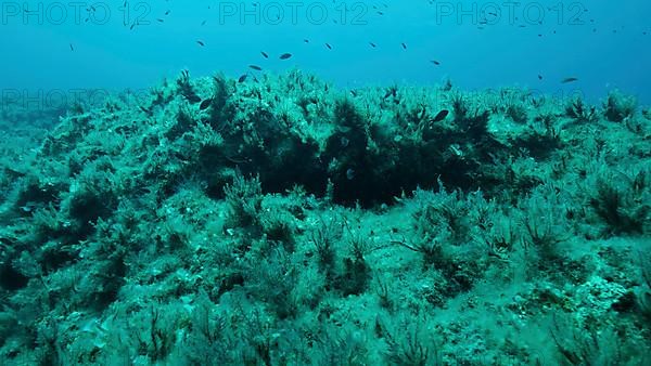 Rocky seabed covered with Brown Seaweed