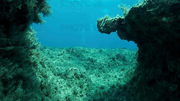 Rocky seabed covered with Brown Seaweed