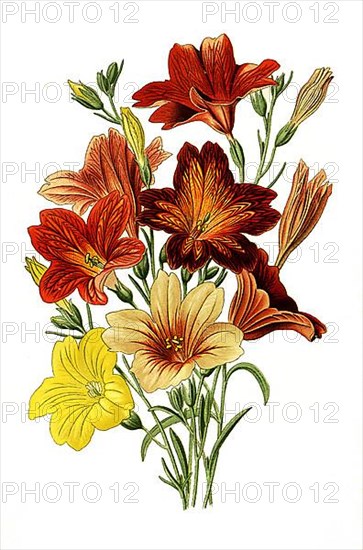 Salpiglossis sinuata